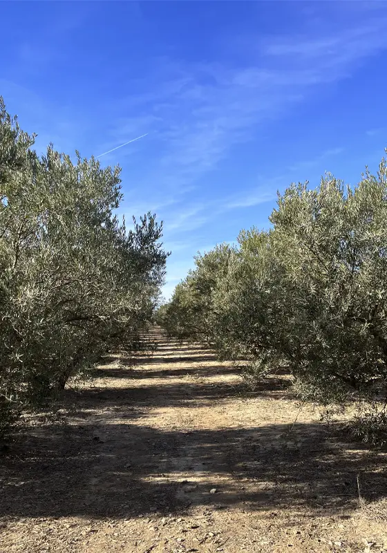 almazara villaolivo