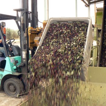 Proceso de recolección de aceitunas